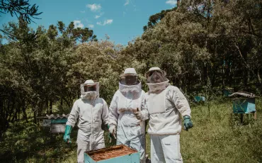 Wie entsteht Honig: Vom Bienenstock bis auf Ihren Tisch