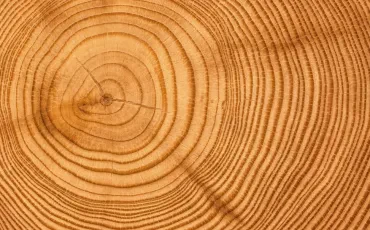 Holzindustrie als Wachstumsmotor: Wie Holz die lokale Wirtschaft nachhaltig stärkt