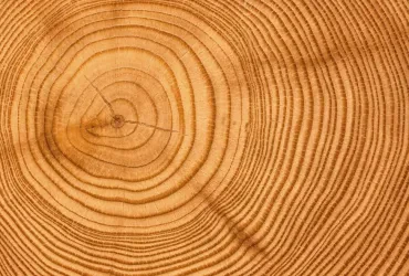 Holzindustrie als Wachstumsmotor: Wie Holz die lokale Wirtschaft nachhaltig stärkt