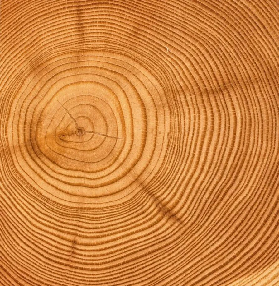 Holzindustrie als Wachstumsmotor: Wie Holz die lokale Wirtschaft nachhaltig stärkt