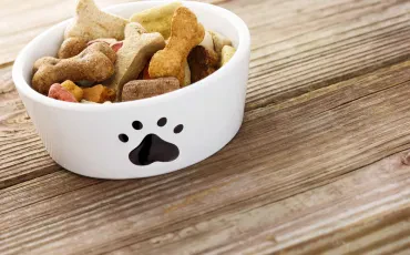 Tierbedarf Online Shop: Warum moderne Haustierhaltung heute digitale Lösungen braucht 