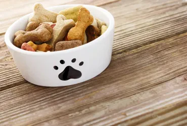 Tierbedarf Online Shop: Warum moderne Haustierhaltung heute digitale Lösungen braucht 