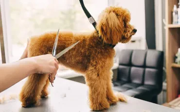Groomer Deutschland: professionelle Fellpflege