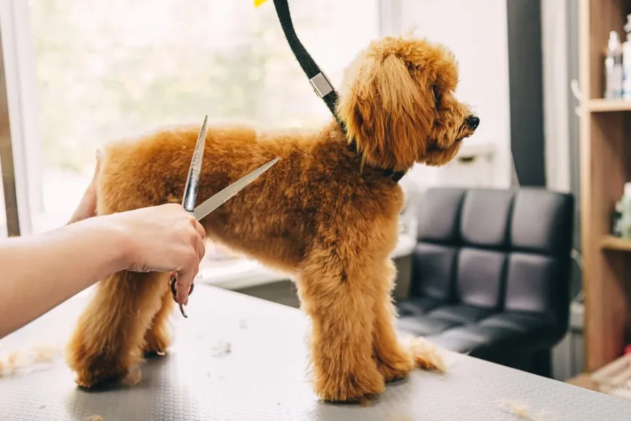 Groomer Deutschland: professionelle Fellpflege