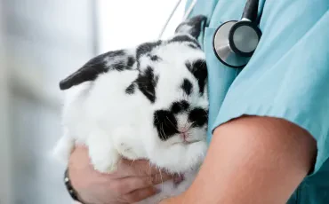 Tierarztbesuch: beste Fürsorge für Ihr Tier