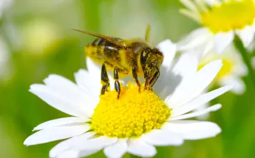 Zukunft der Bienen mit Bienenpflege sichern