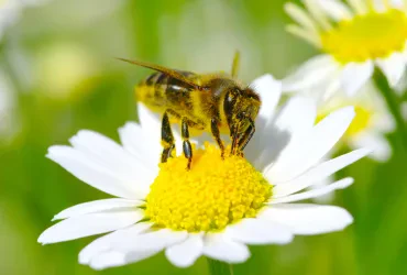 Zukunft der Bienen mit Bienenpflege sichern