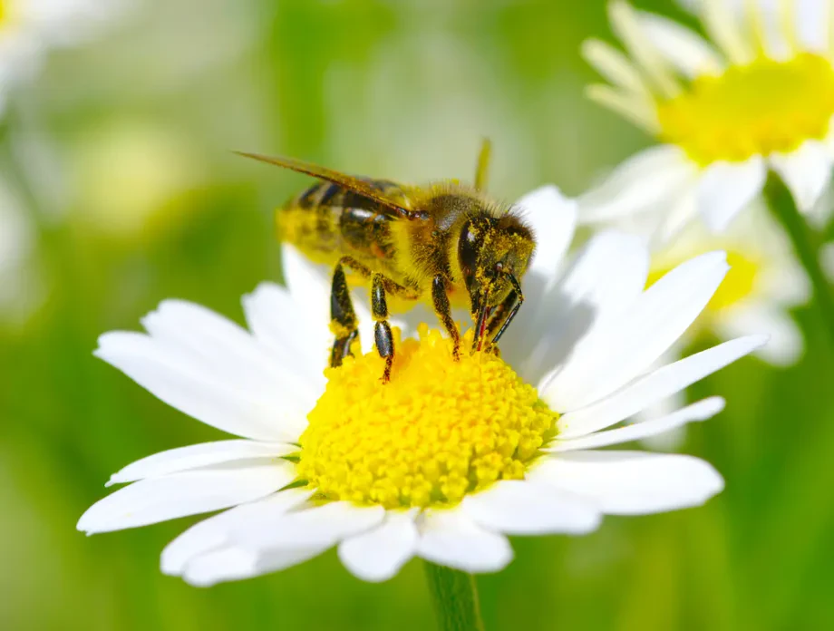 Zukunft der Bienen mit Bienenpflege sichern