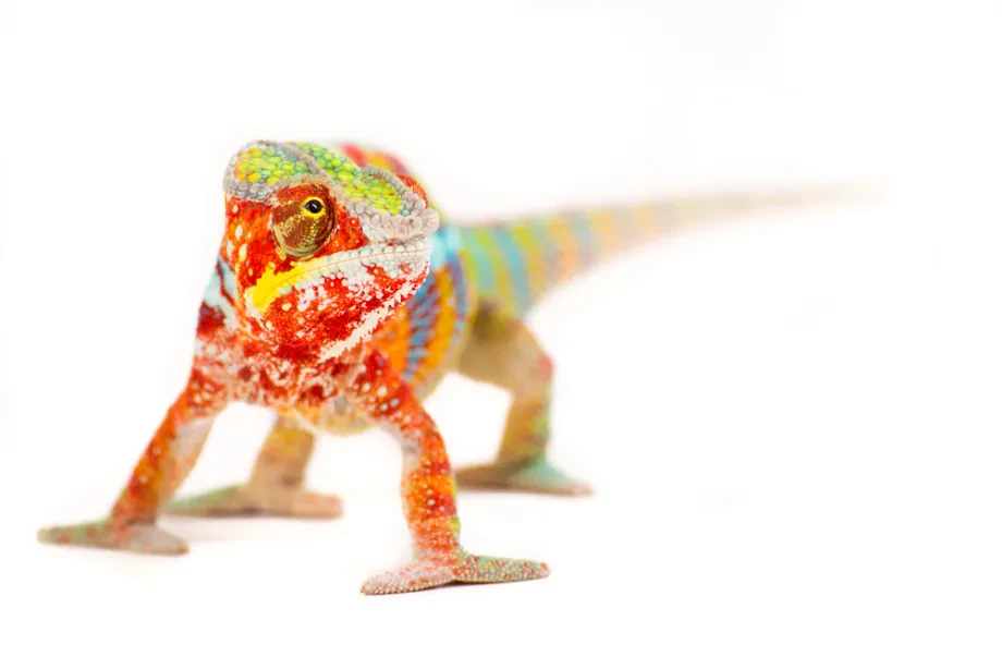 Reptilien Tierarzt Notdienst: Wenn schnelle Hilfe entscheidet
