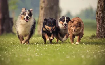 Hundezucht Betrieb – Qualität, Verantwortung und moderne Zuchtkultur im Dienst gesunder Hunde