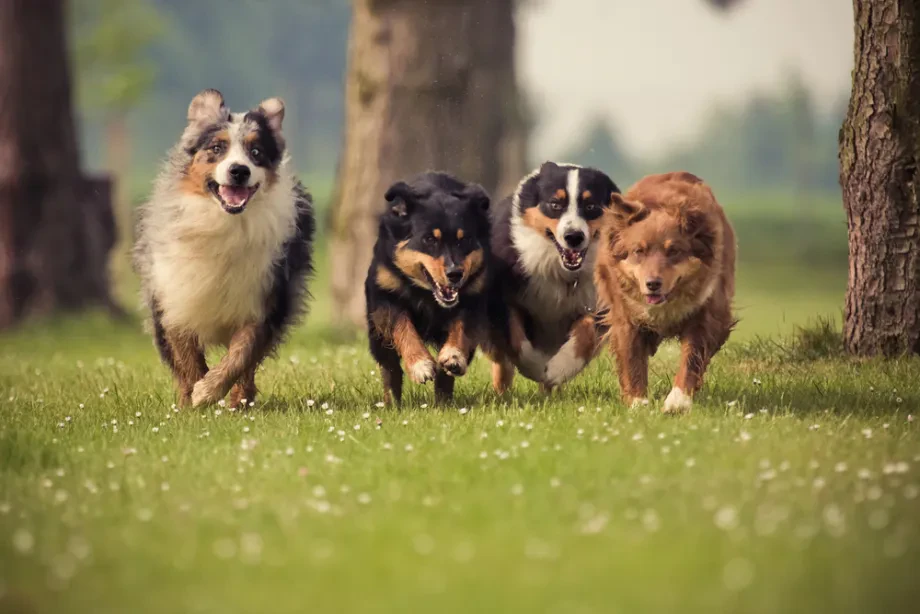 Hundezucht Betrieb – Qualität, Verantwortung und moderne Zuchtkultur im Dienst gesunder Hunde