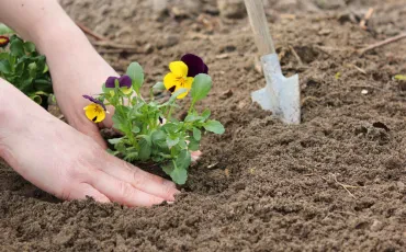 Bienenfreundliche Blumen im Garten für lebendige Vielfalt und harmonische Naturzusammenhänge