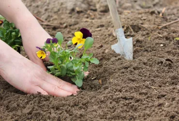 Bienenfreundliche Blumen im Garten für lebendige Vielfalt und harmonische Naturzusammenhänge