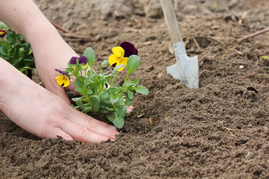 Bienenfreundliche Blumen im Garten für lebendige Vielfalt und harmonische Naturzusammenhänge