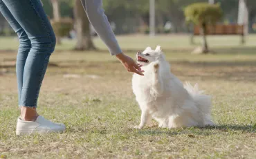 Gute Hundeschule ist Schlüssel zu Vertrauen, Klarheit und harmonischem Alltag mit dem Hund