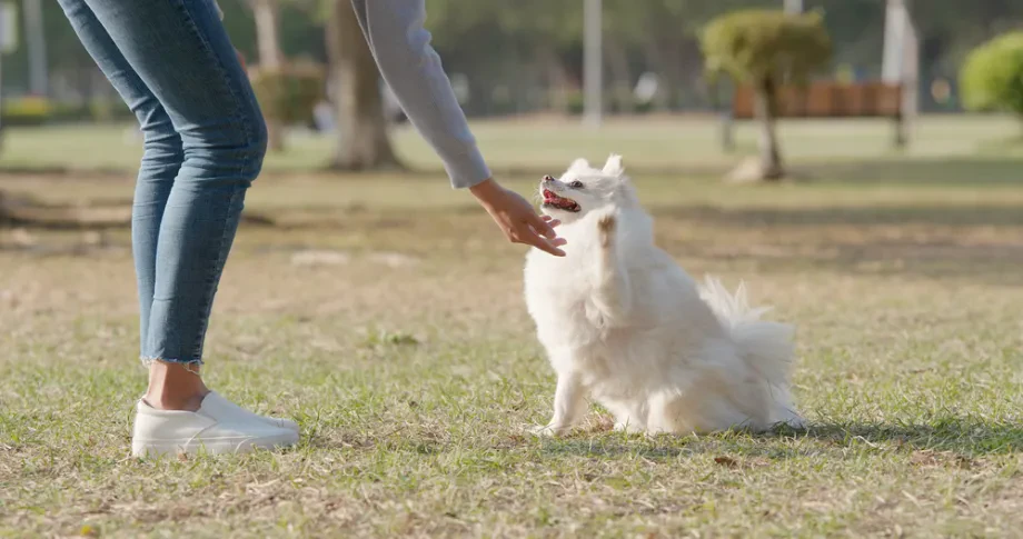 Gute Hundeschule ist Schlüssel zu Vertrauen, Klarheit und harmonischem Alltag mit dem Hund