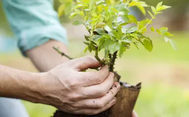 Fruchtbaum pflanzen für kraftvolles Wachstum und langfristige Gartengesundheit