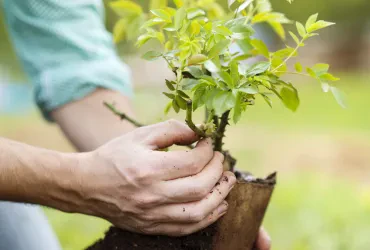 Fruchtbaum pflanzen für kraftvolles Wachstum und langfristige Gartengesundheit