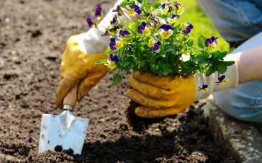 Schädlinge im Garten - kraftvolles Wissen für gesunde Pflanzen, reiche Ernte und nachhaltige Gartenpflege