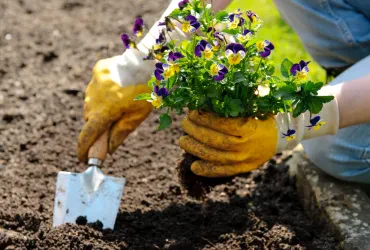 Schädlinge im Garten - kraftvolles Wissen für gesunde Pflanzen, reiche Ernte und nachhaltige Gartenpflege