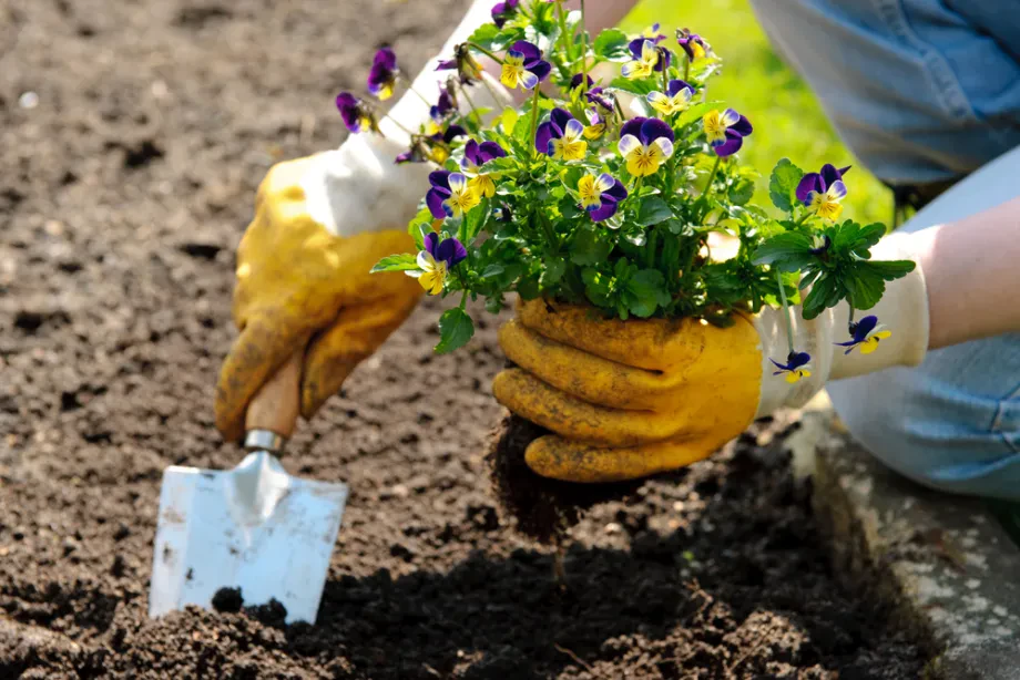 Schädlinge im Garten - kraftvolles Wissen für gesunde Pflanzen, reiche Ernte und nachhaltige Gartenpflege