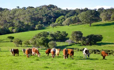 Viehzucht: Tierhaltung, landwirtschaftliche Produktion und nachhaltige Entwicklung