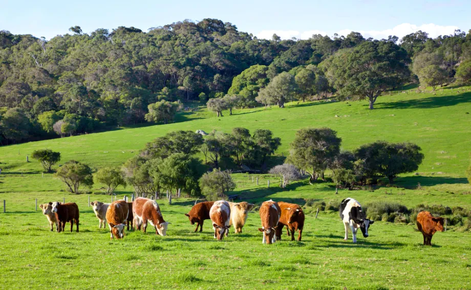 Viehzucht: Tierhaltung, landwirtschaftliche Produktion und nachhaltige Entwicklung