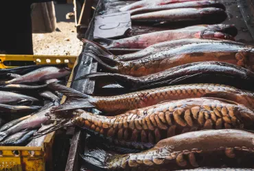 Fischmärkte: Frische Meeresprodukte und regionale Versorgung
