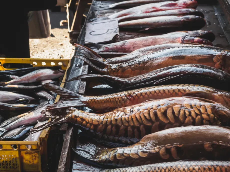 Fischmärkte: Frische Meeresprodukte und regionale Versorgung