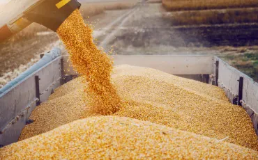 Getreide und Feldfrüchte - Verkauf und Dienstleistungen: Landwirtschaft, Handel und Versorgung