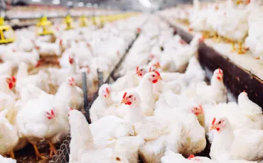 Geflügelzucht: Haltung, Produktion und moderne Landwirtschaft