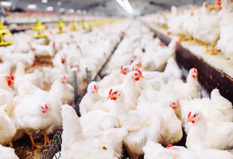 Geflügelzucht: Haltung, Produktion und moderne Landwirtschaft