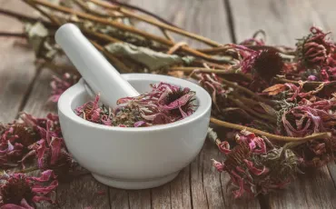 Kräuterkunde: Pflanzenwissen zwischen Tradition, Anwendung und moderner Forschung