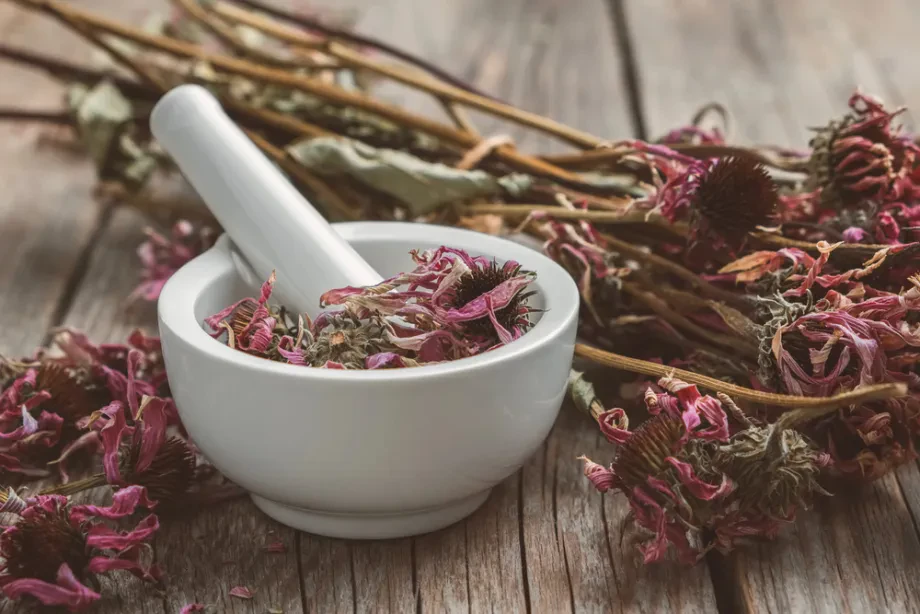 Kräuterkunde: Pflanzenwissen zwischen Tradition, Anwendung und moderner Forschung