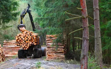 Holzwirtschaft: Forstwirtschaft, Verarbeitung und nachhaltige Nutzung von Holz