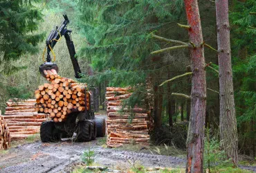 Holzwirtschaft: Forstwirtschaft, Verarbeitung und nachhaltige Nutzung von Holz