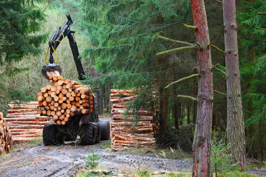 Holzwirtschaft: Forstwirtschaft, Verarbeitung und nachhaltige Nutzung von Holz