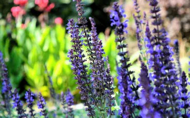 Der Blumengarten: Farbenpracht und Lebensfreude im Frühling